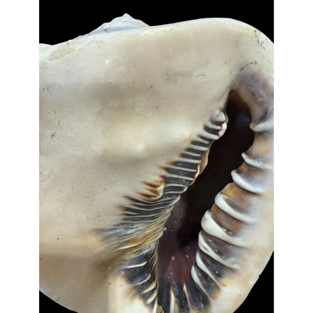 Horned CASSIS Cornuta Helmet Shell Long Lbs Large Conch